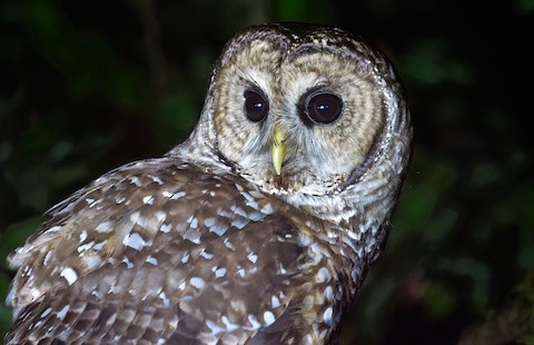 Systematics - Barred Owl - Strix varia - Birds of the World