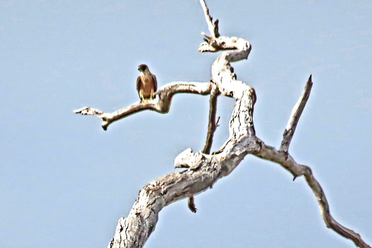 eukalyptusfalk - ML634648397