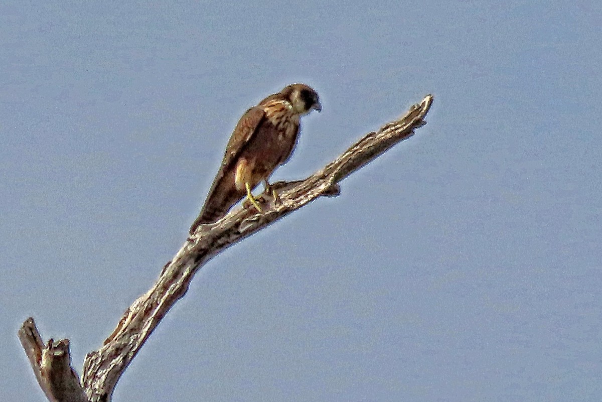 eukalyptusfalk - ML634648398