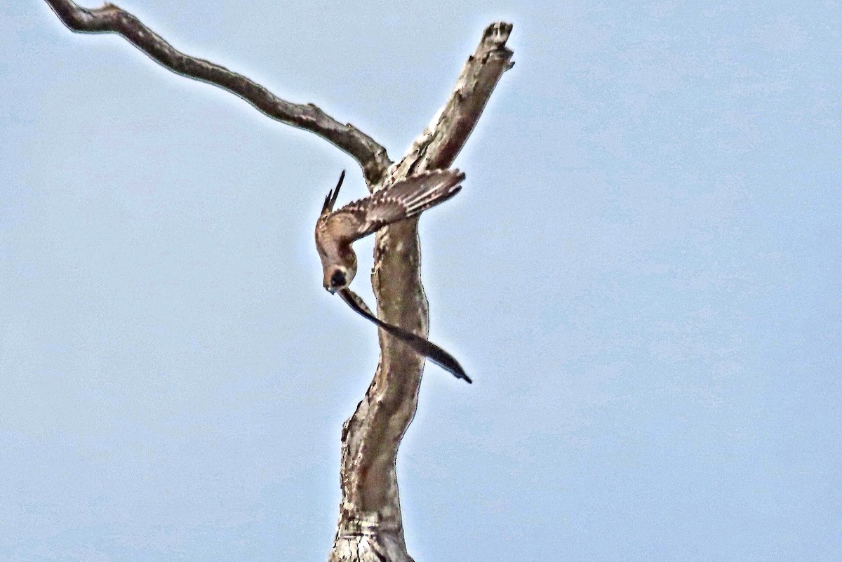 eukalyptusfalk - ML634648399