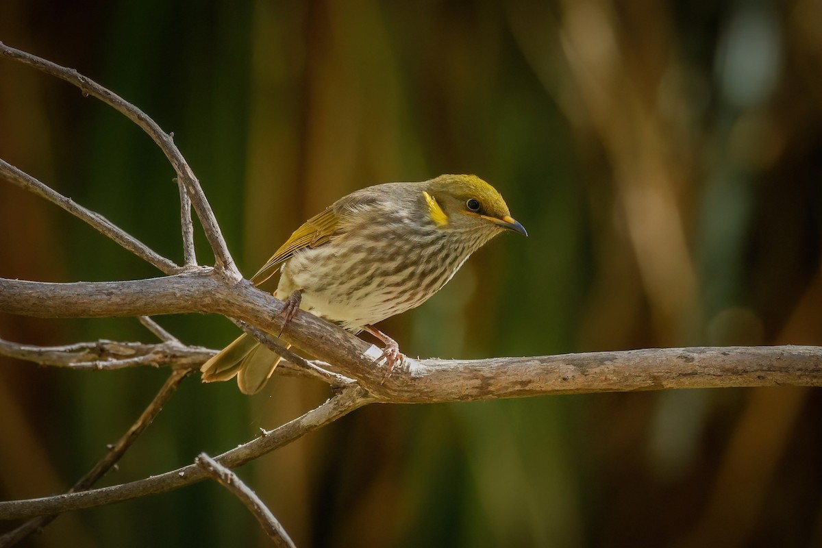 Yellow-plumed Honeyeater - ML634648421