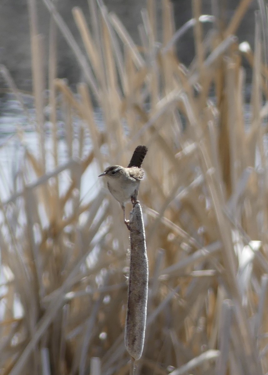 Marsh Wren - ML634648427