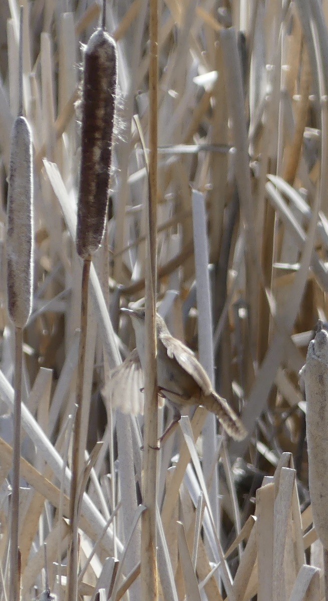 Marsh Wren - ML634648428