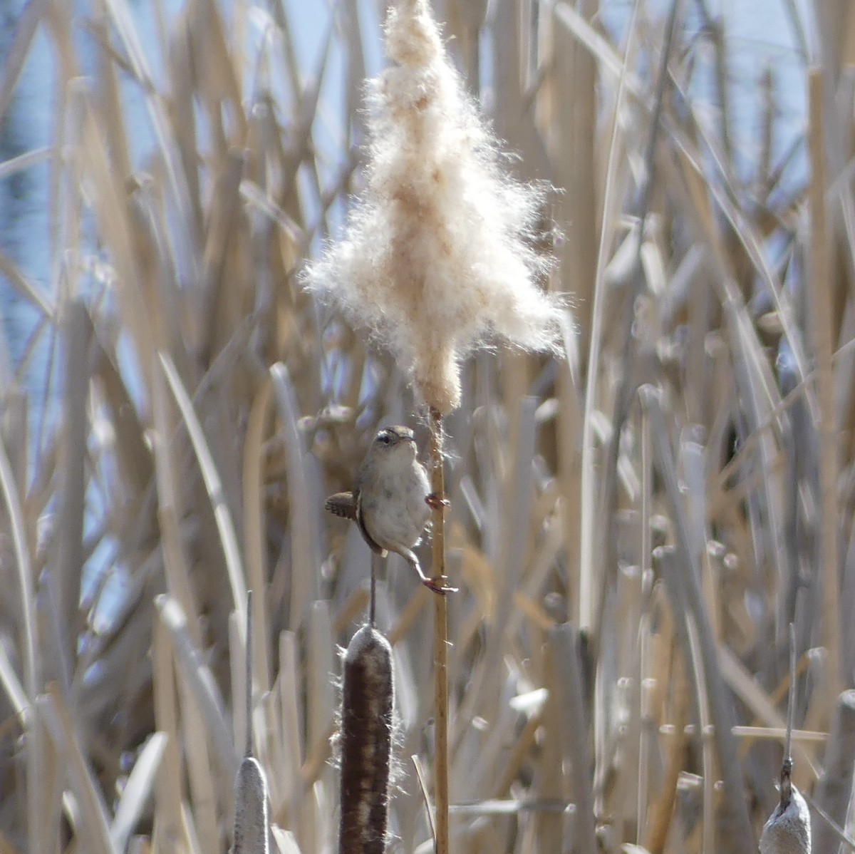 Marsh Wren - ML634648429
