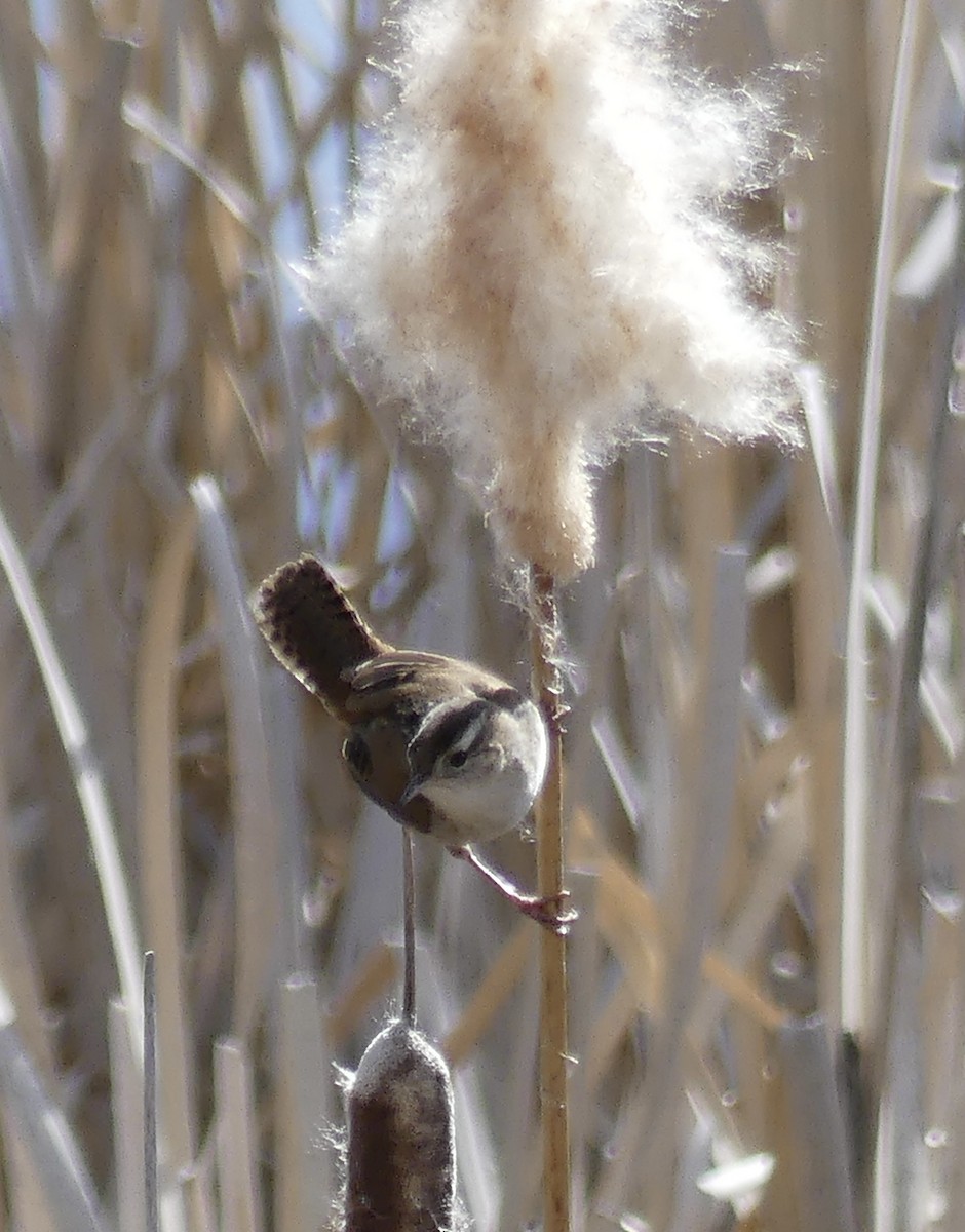 Marsh Wren - ML634648430