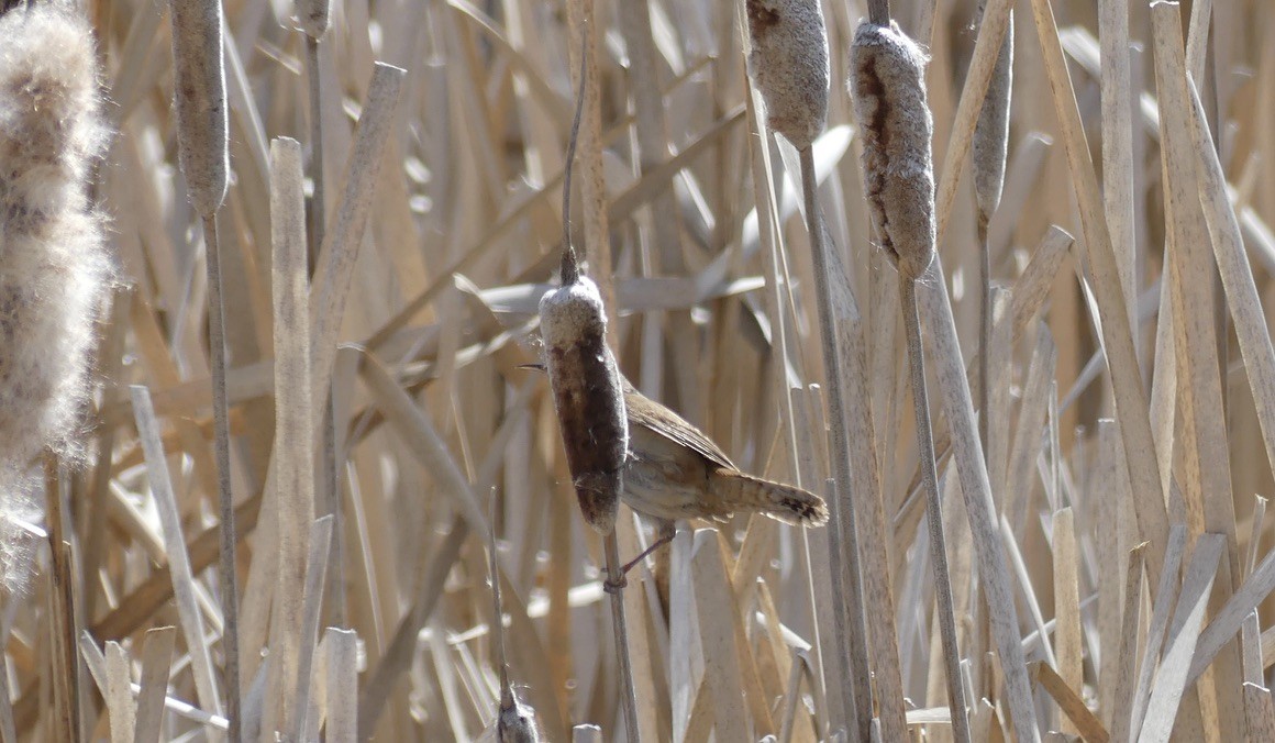 Marsh Wren - ML634648431