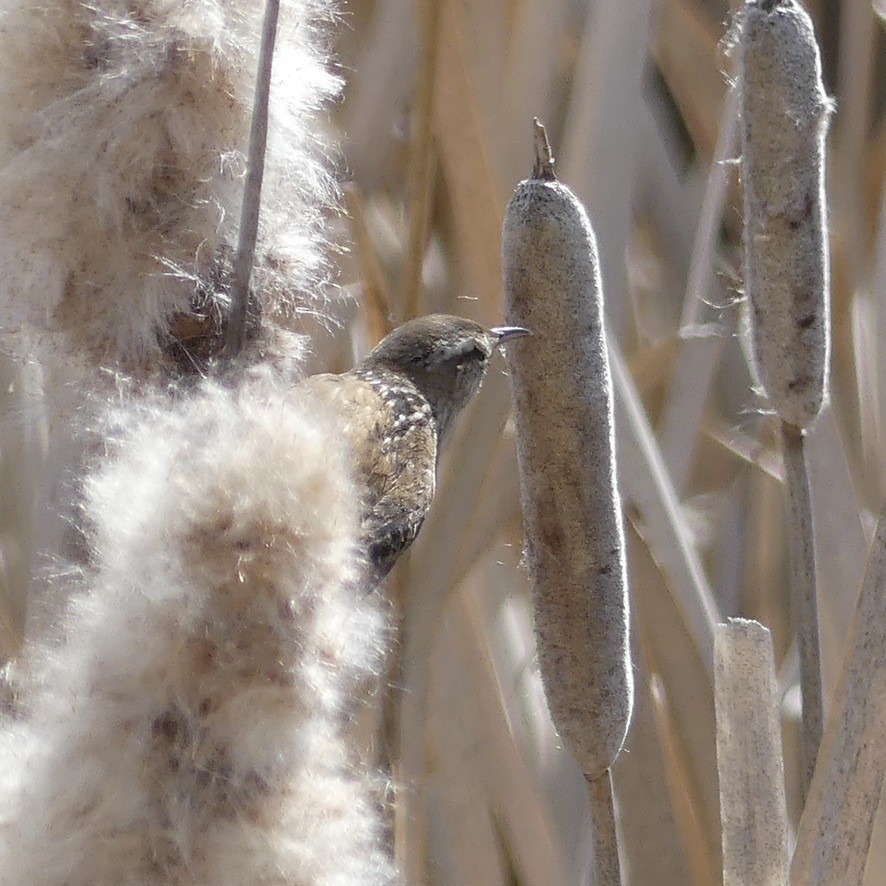 Marsh Wren - ML634648432