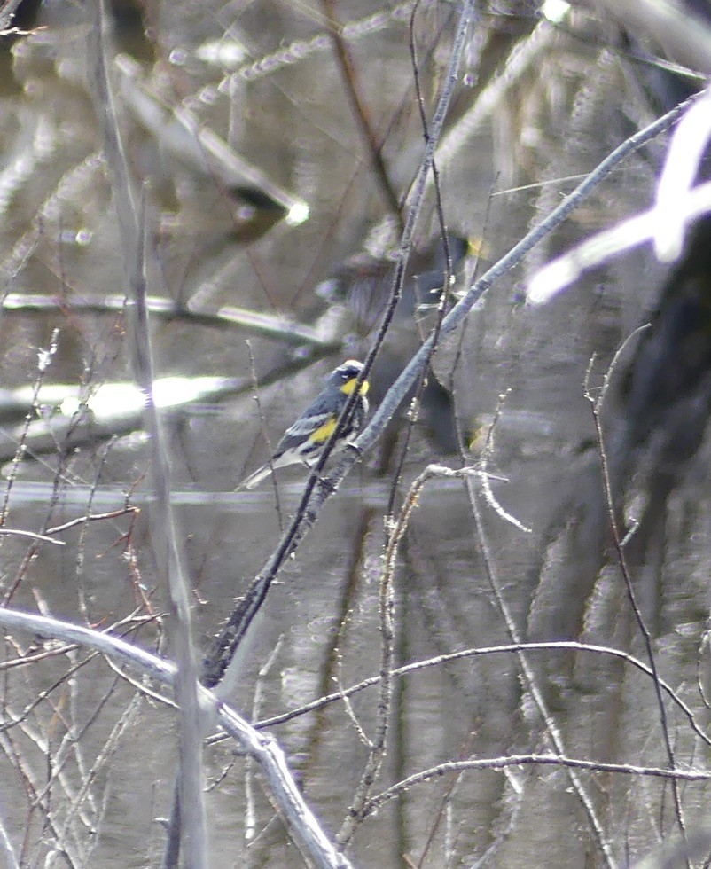 Yellow-rumped Warbler (Audubon's) - ML634648436