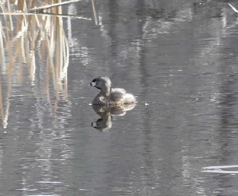 Pied-billed Grebe - ML634648443