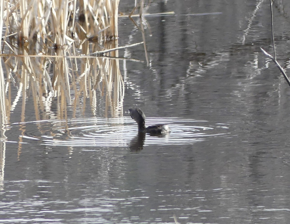 Pied-billed Grebe - ML634648446