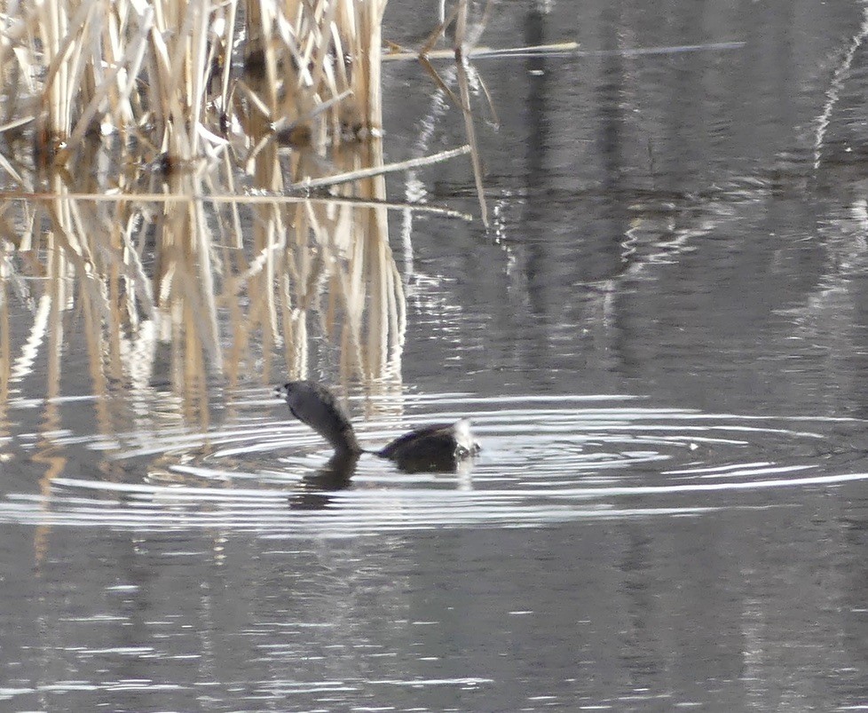 Pied-billed Grebe - ML634648447