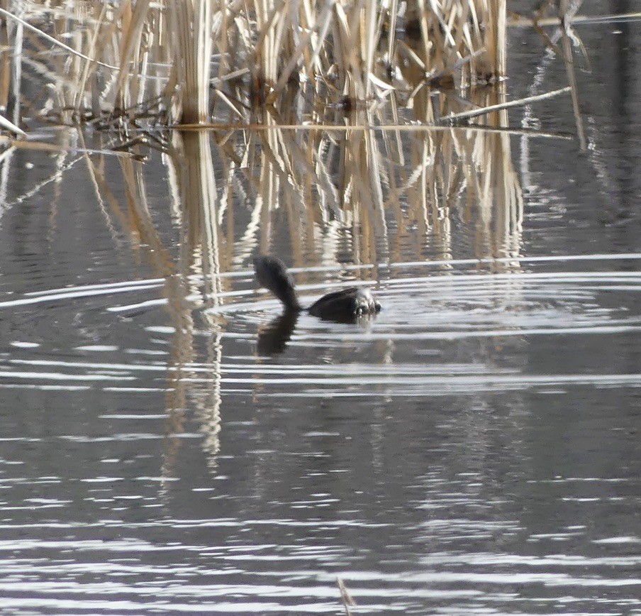 Pied-billed Grebe - ML634648455