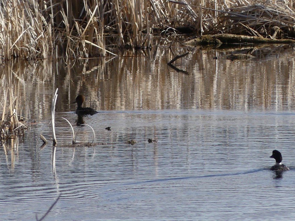 Barrow's Goldeneye - ML634648459