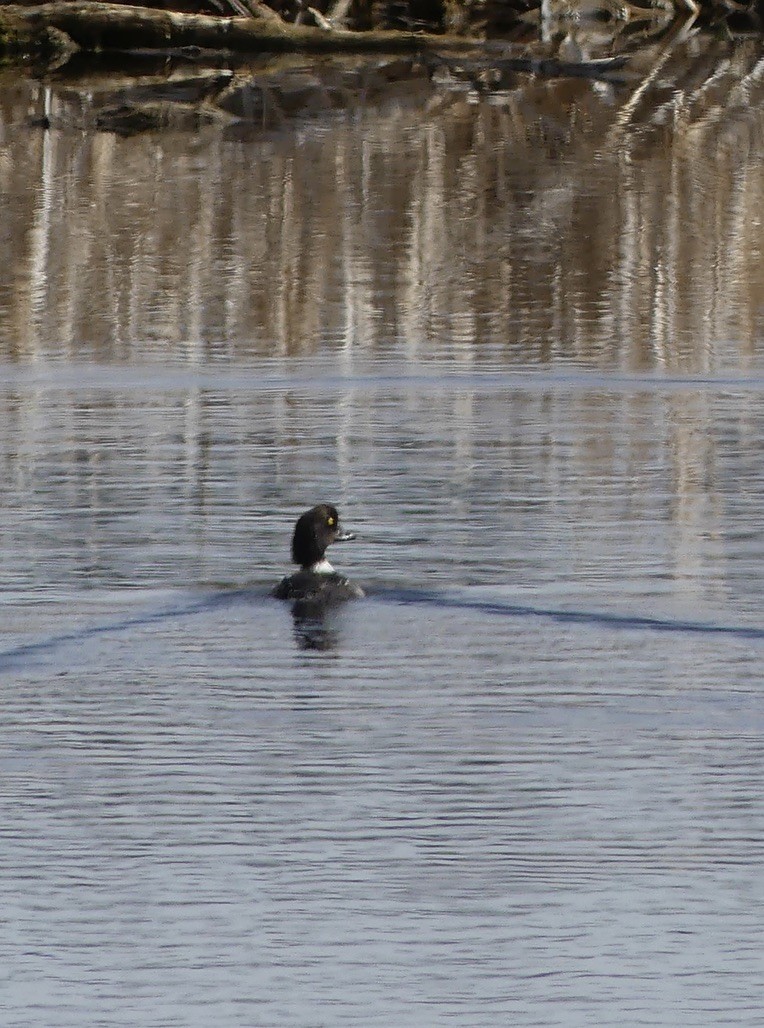 Barrow's Goldeneye - ML634648461