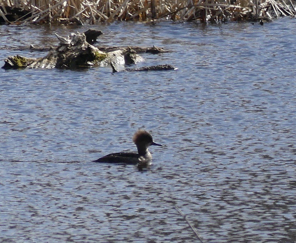 Hooded Merganser - ML634648462