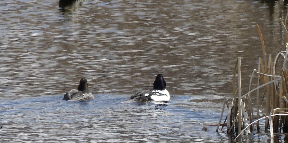 Barrow's Goldeneye - ML634648463