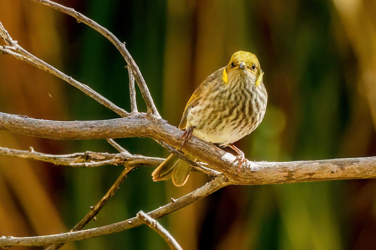 Yellow-plumed Honeyeater - ML634648470