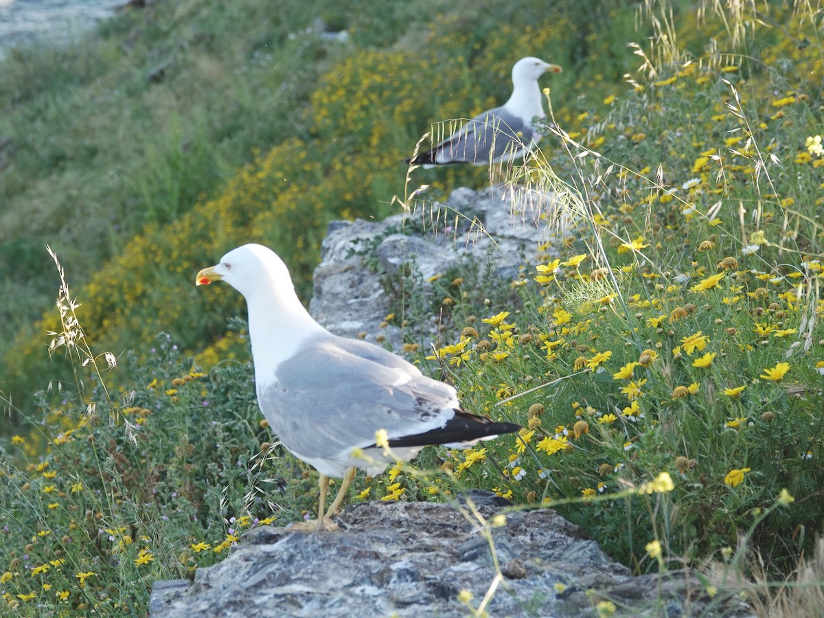 Yellow-legged Gull - ML634648492