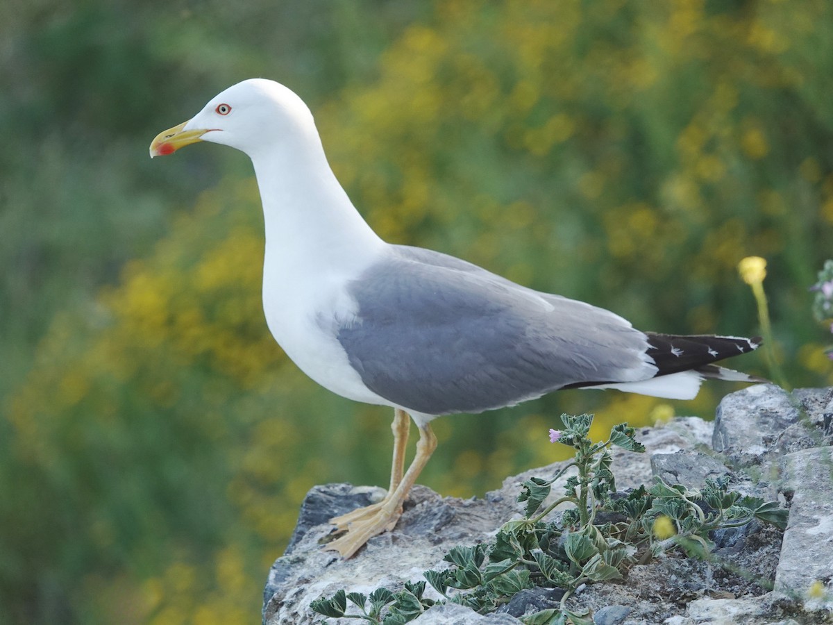Yellow-legged Gull - ML634648514
