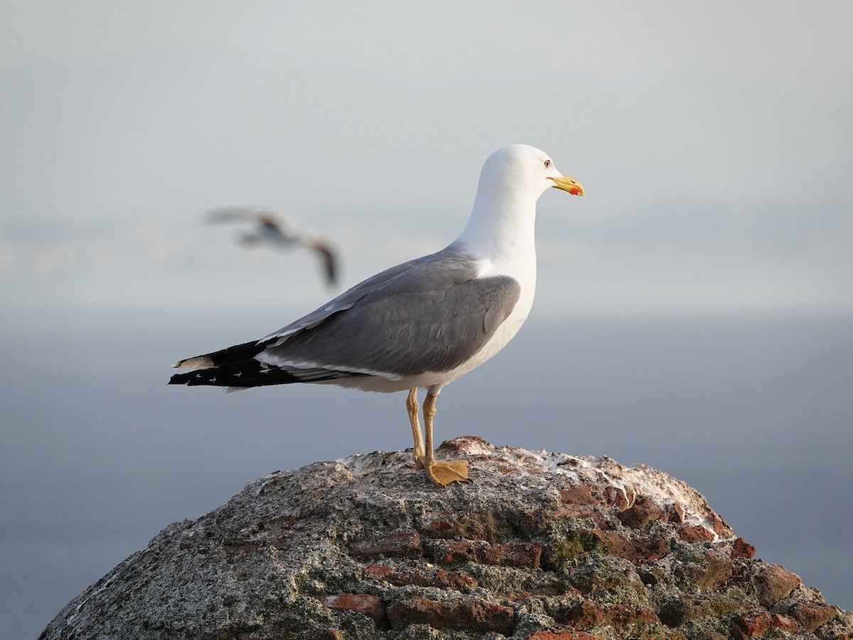 Yellow-legged Gull - ML634648523