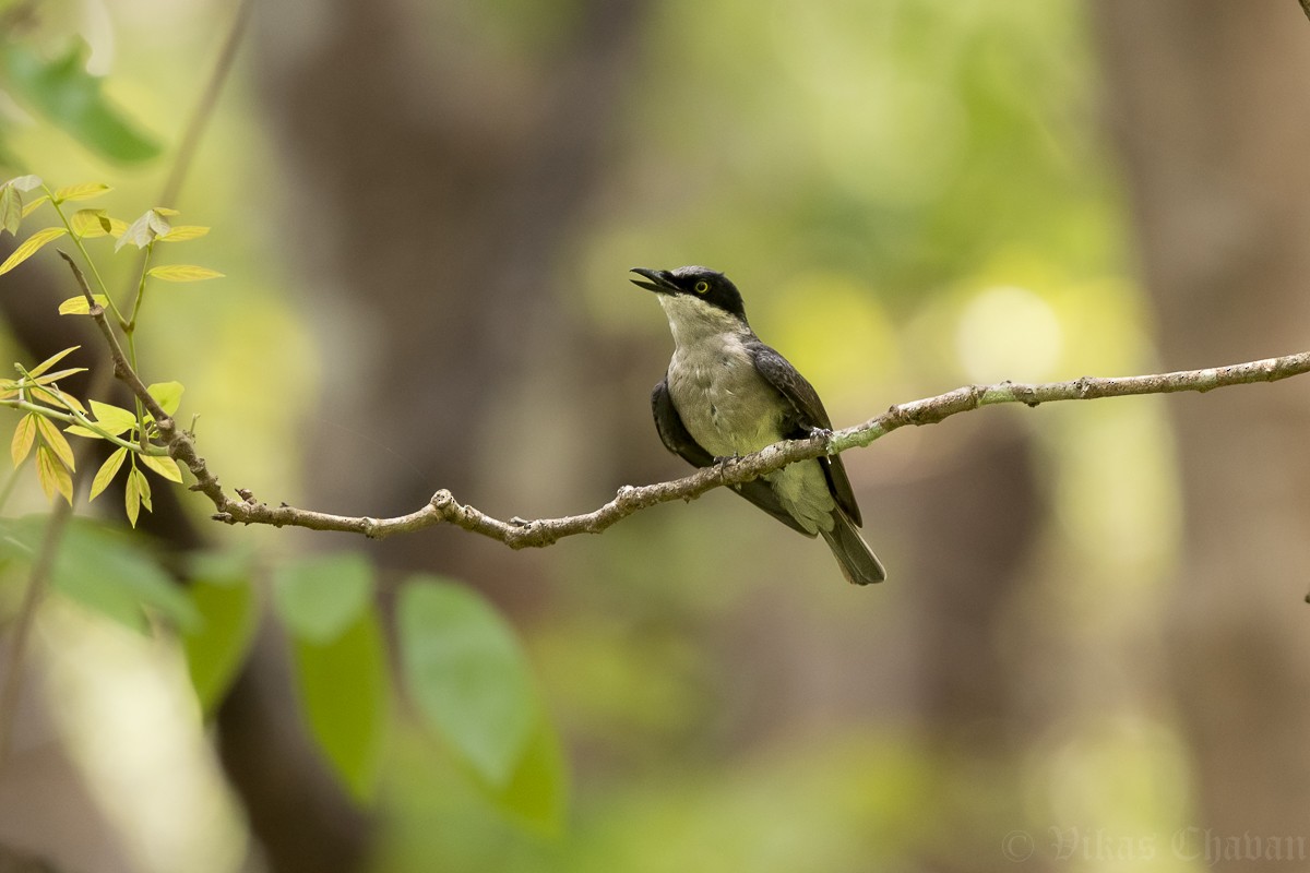 Malabar Woodshrike - ML634648524