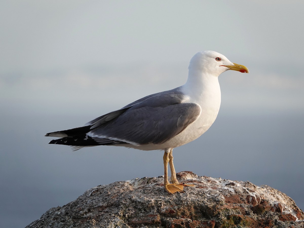 Yellow-legged Gull - ML634648528