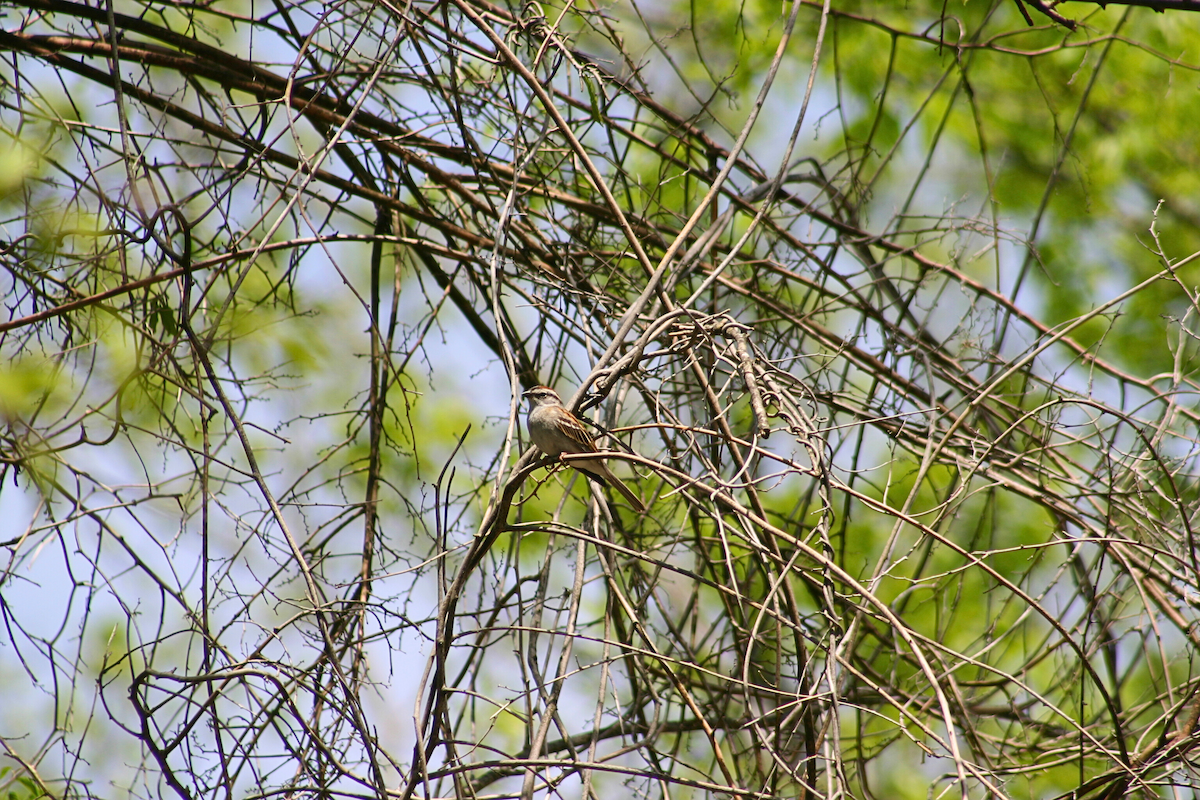 Chipping Sparrow - ML634648602