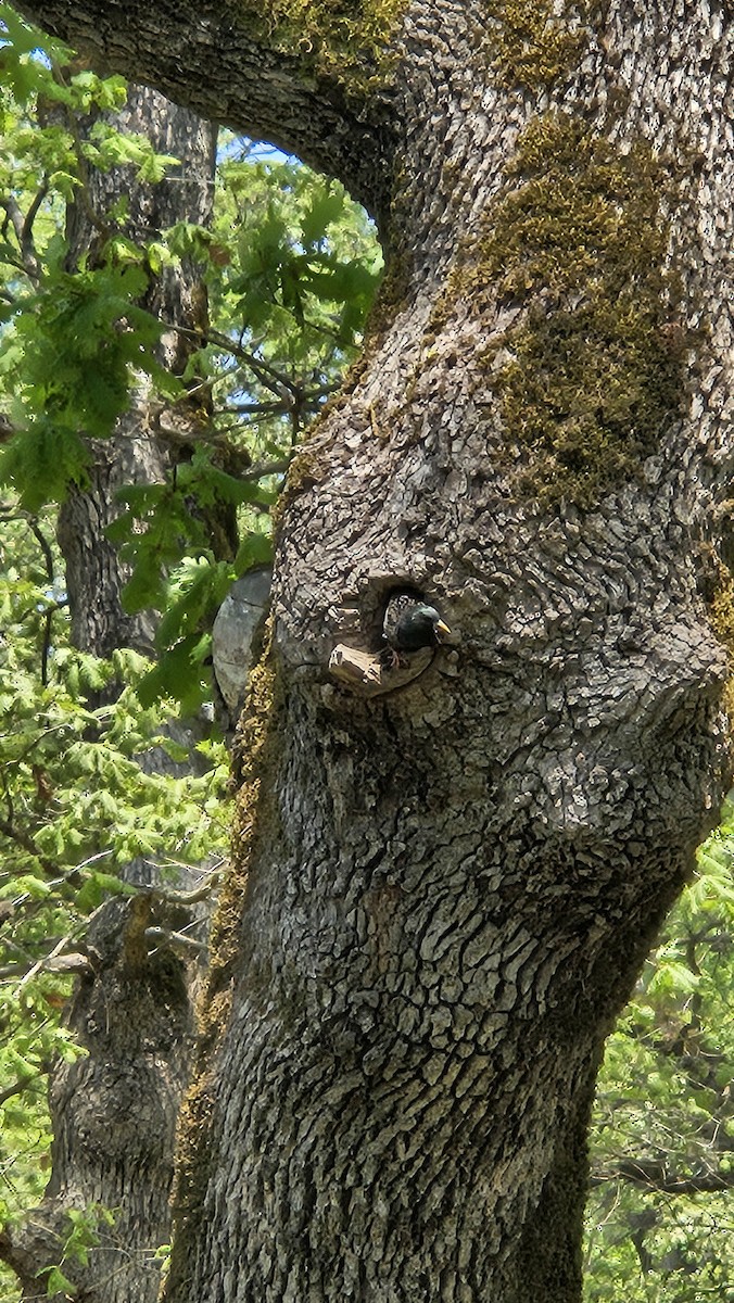 European Starling - ML634648609