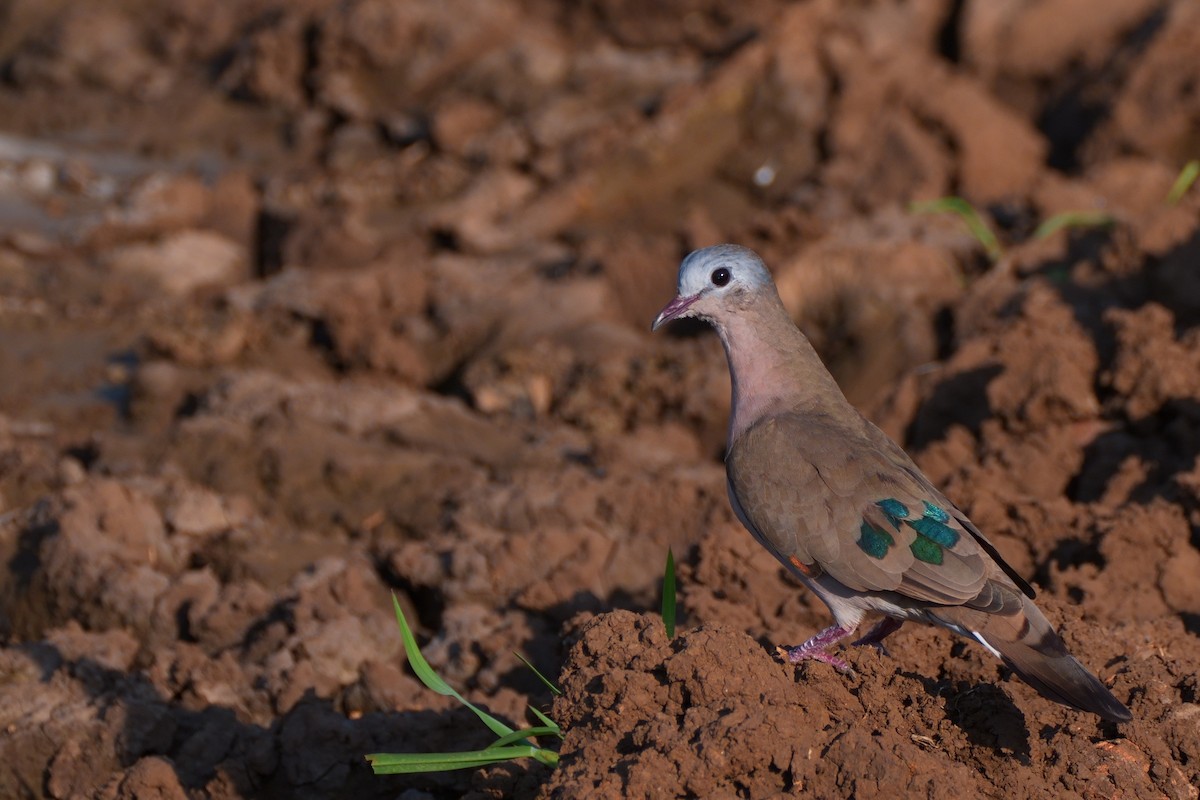 Emerald-spotted Wood-Dove - ML634648618