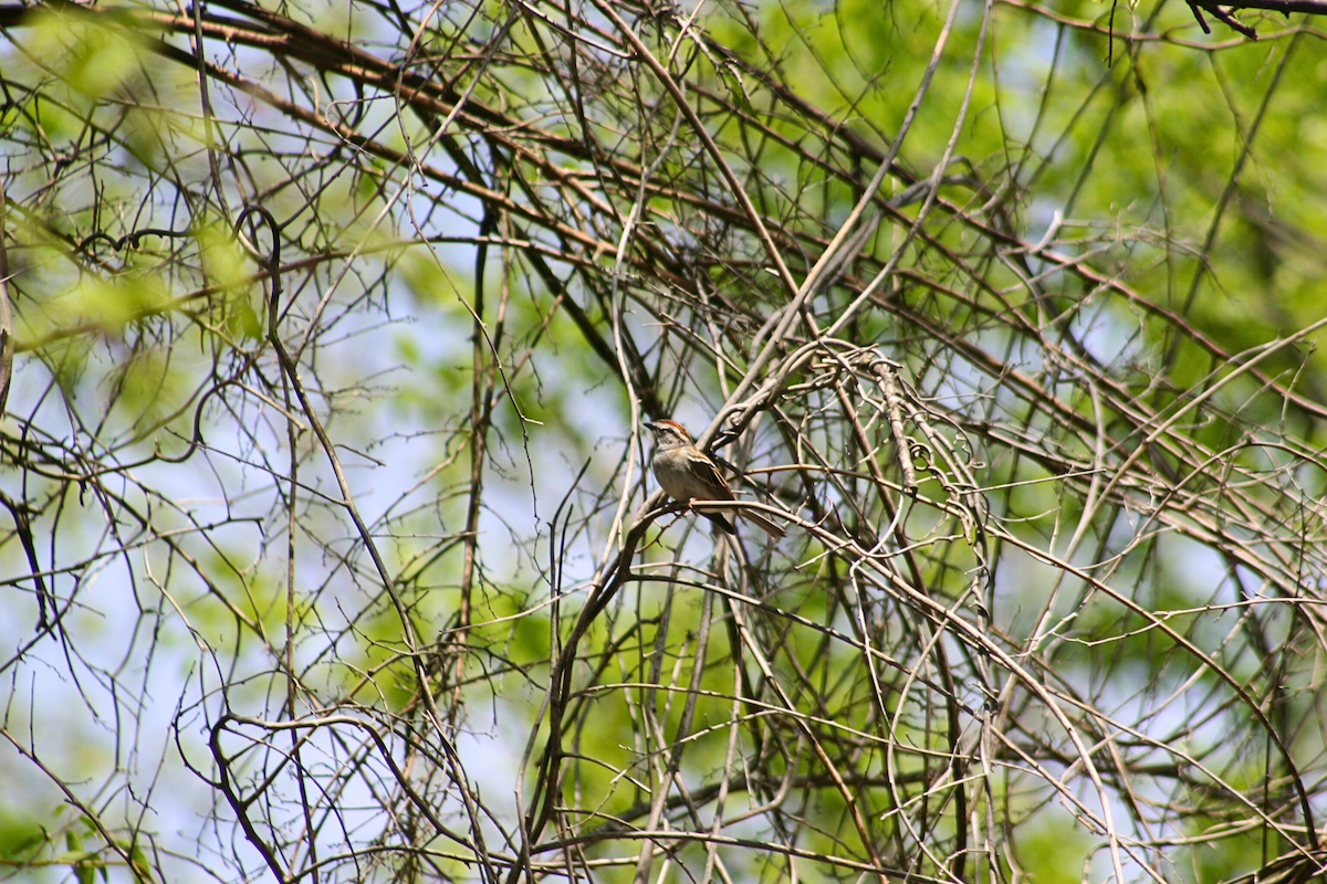 Chipping Sparrow - ML634648626