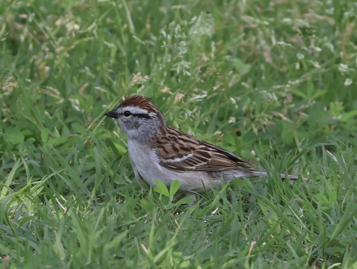 Chipping Sparrow - ML634648640
