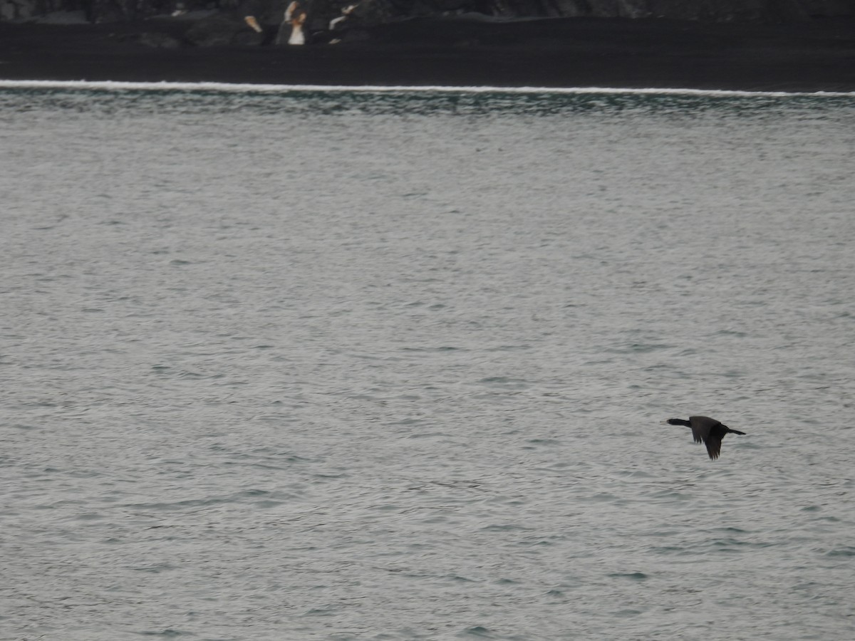 Red-faced Cormorant - ML634648659