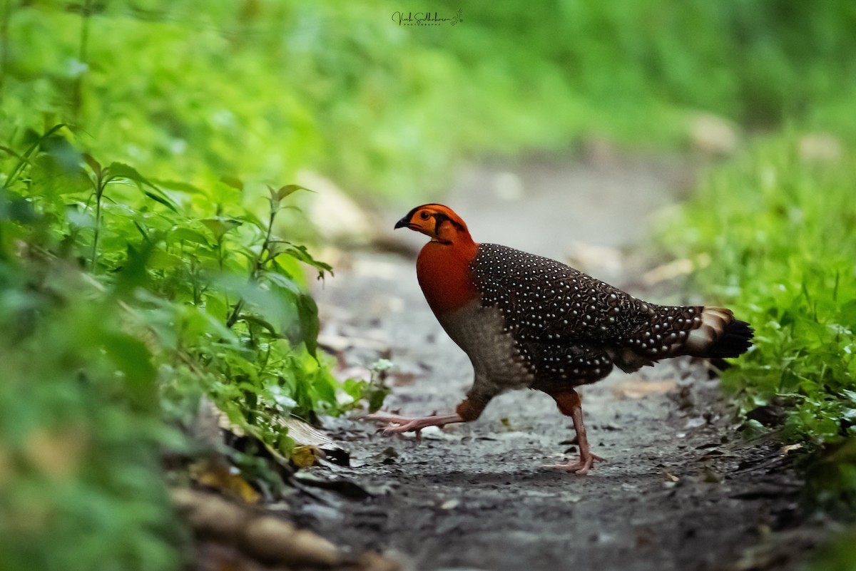 Blyth's Tragopan - ML634648667