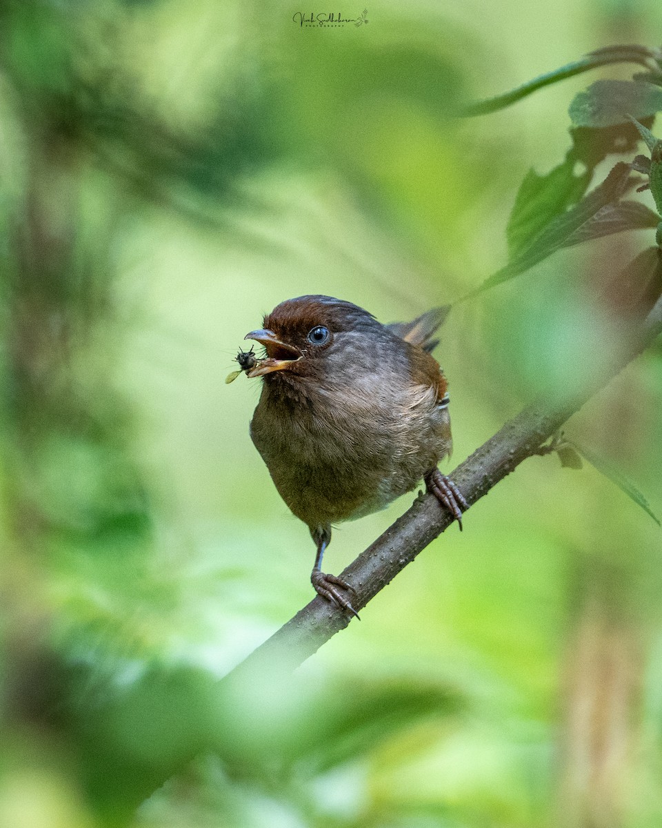 Rusty-fronted Barwing - ML634648679