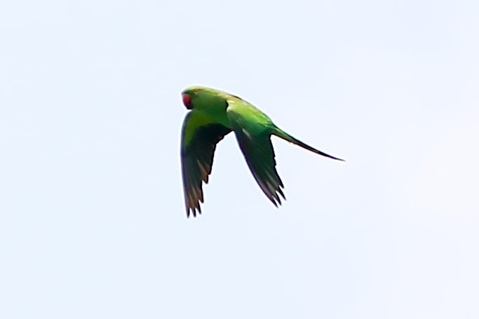 Rose-ringed Parakeet - ML634648732