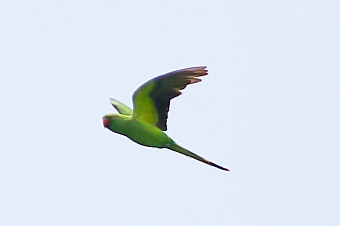 Rose-ringed Parakeet - ML634648733