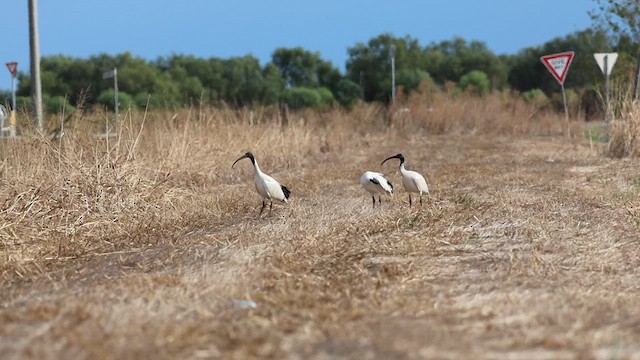 Australian Ibis - ML634648759