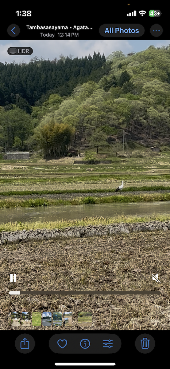 Oriental Stork - ML634648793