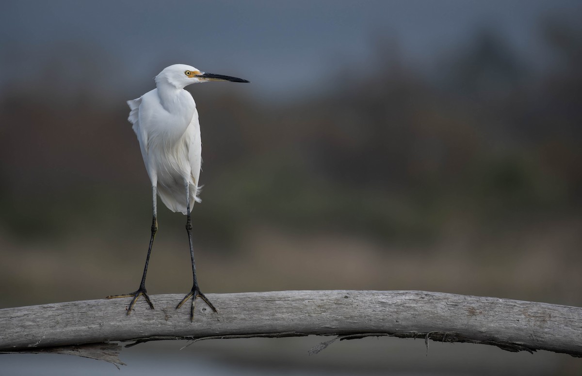 Little Egret - ML634648804