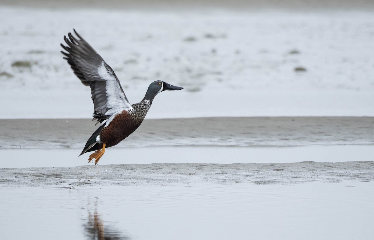 Australasian Shoveler - ML634648812