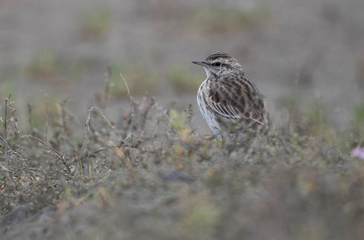 New Zealand Pipit - ML634648852