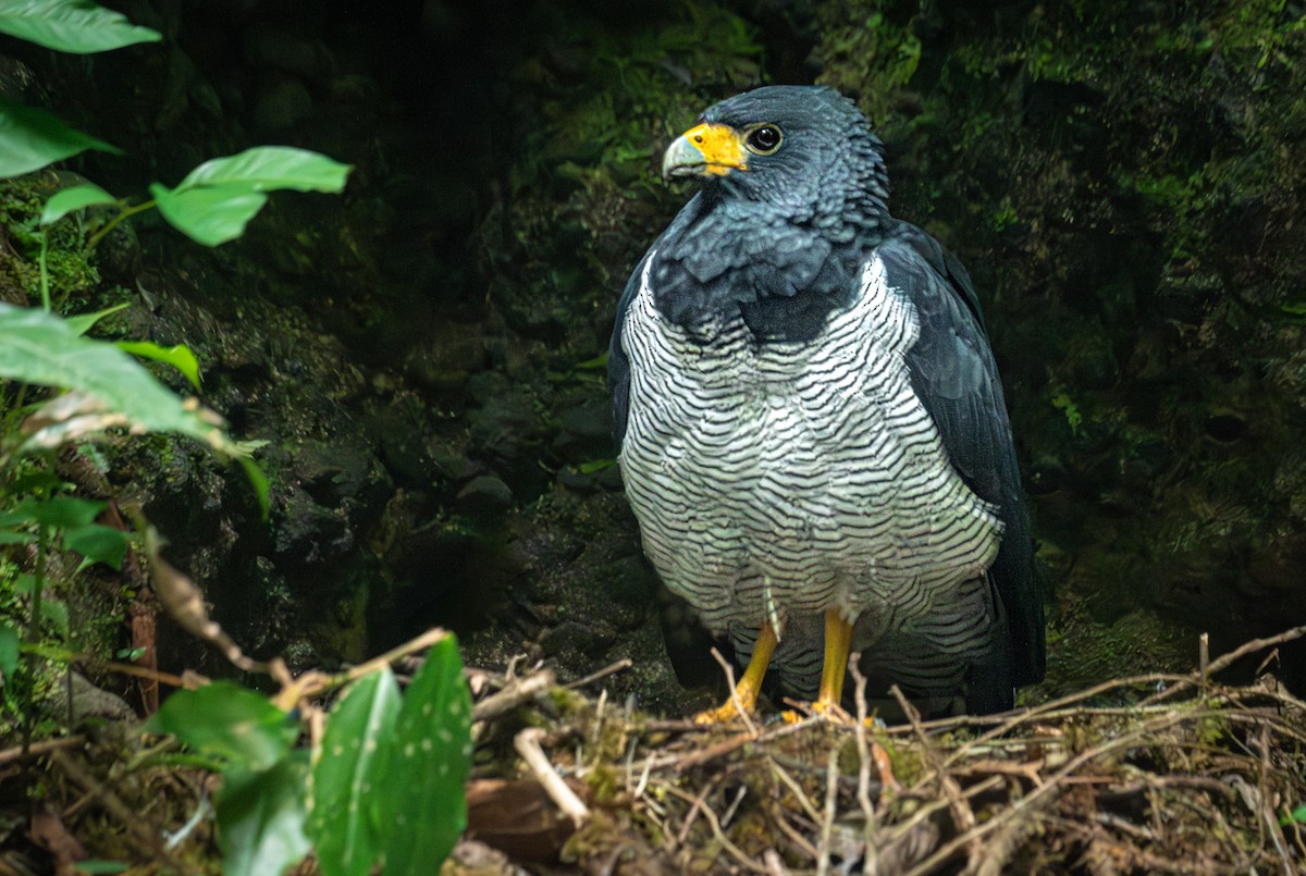 Barred Hawk - ML634648879
