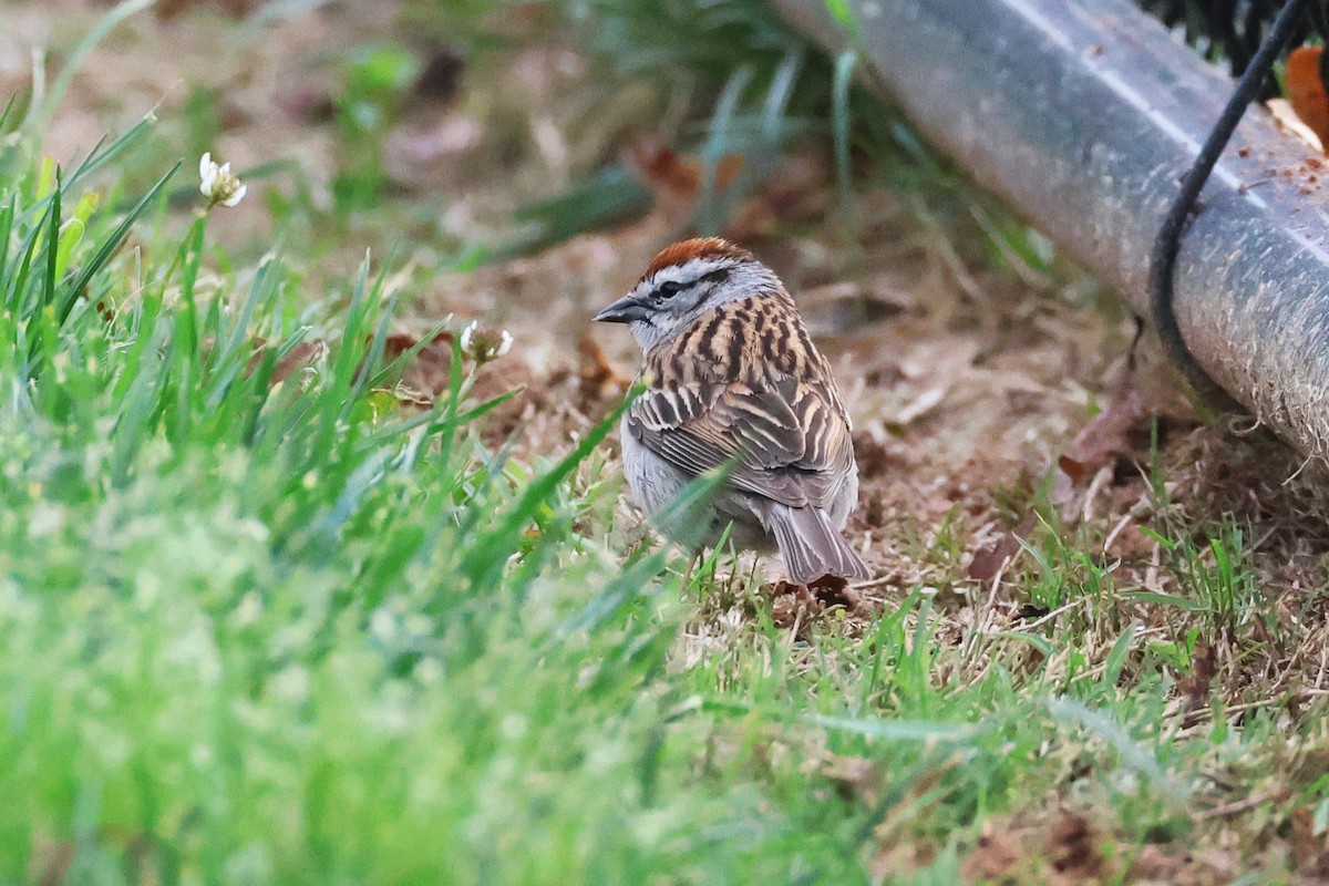 Chipping Sparrow - ML634648889