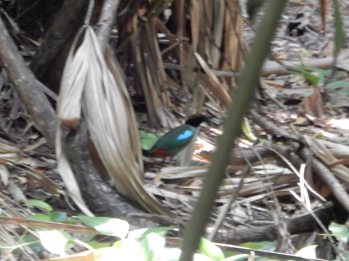 Western Hooded Pitta (Chestnut-crowned) - ML634648916