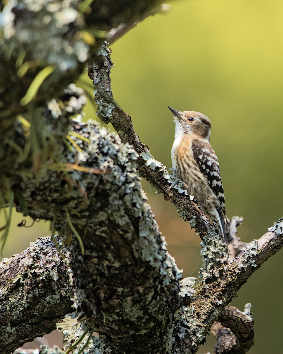 Japanese Pygmy Woodpecker - ML634648954