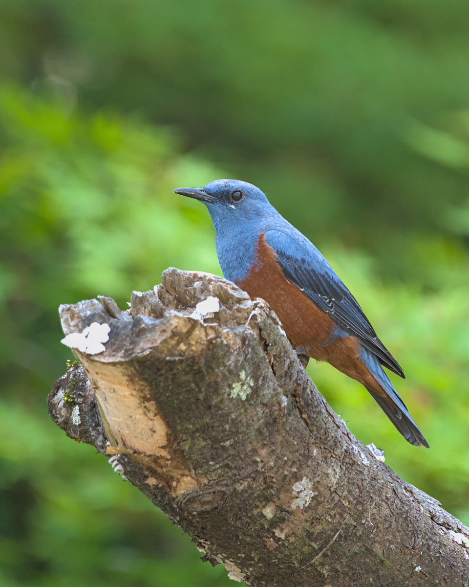 Blue Rock-Thrush - ML634648958