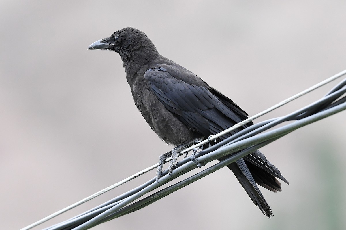 Carrion Crow - ML634648965