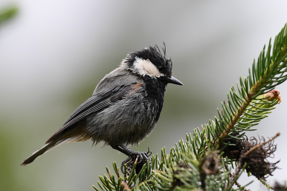 Rufous-naped Tit - ML634648967