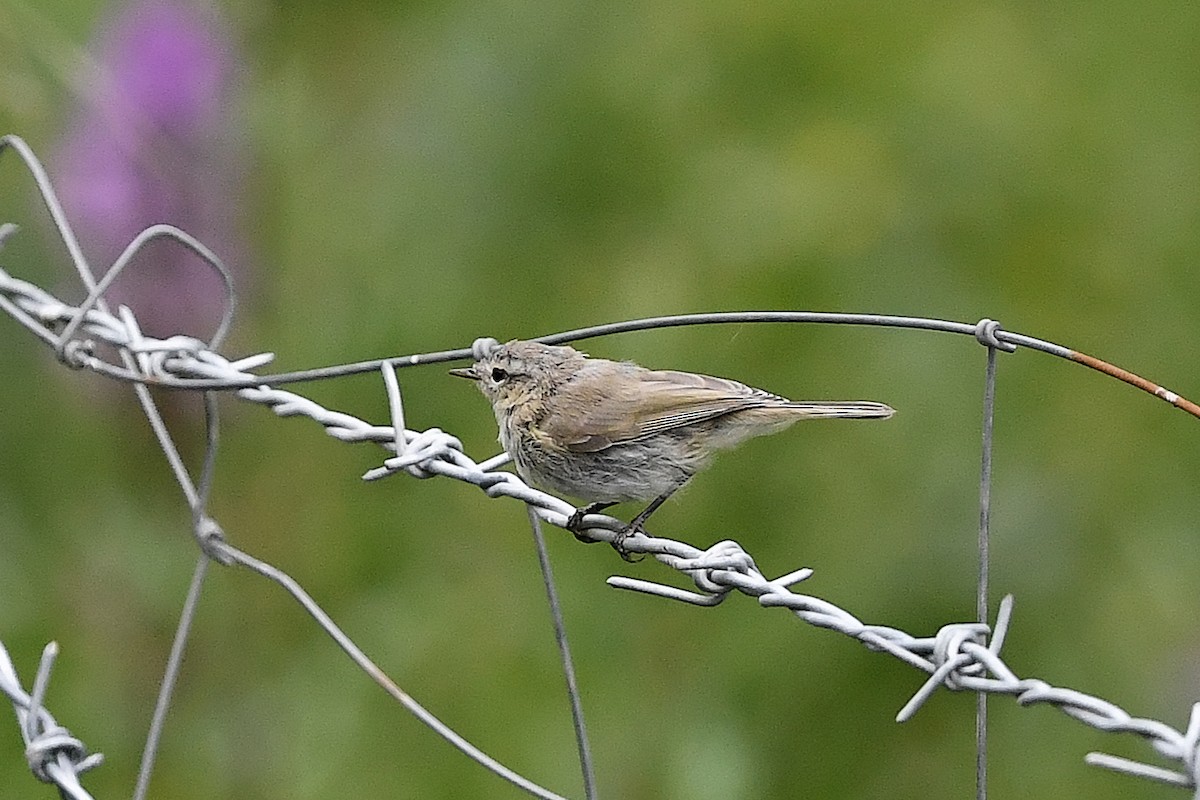Mountain Chiffchaff - ML634648968