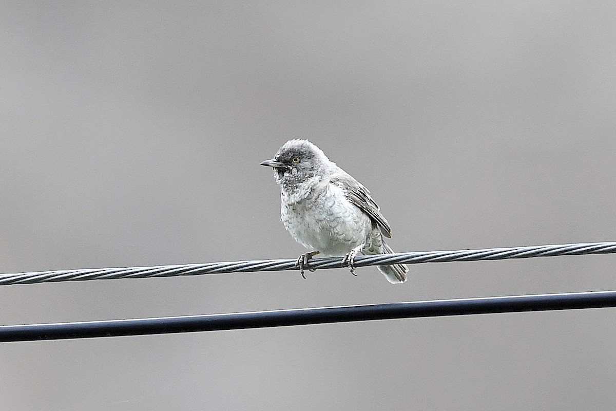 Barred Warbler - ML634648971